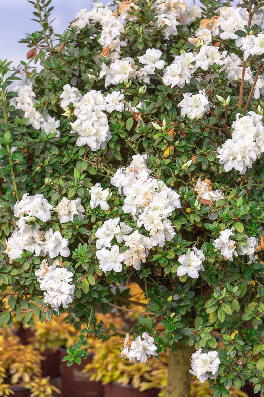 Autumn Moonlight - White Ruffled Rebloomer | Encore Azalea