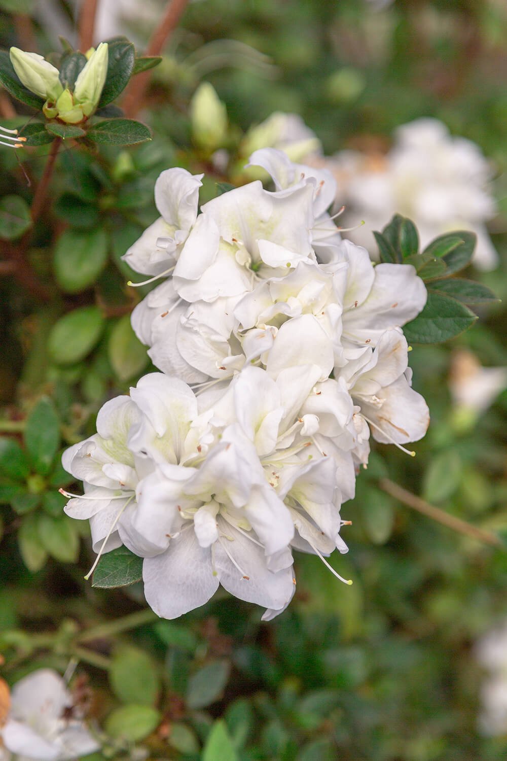 Autumn Moonlight - White Ruffled Rebloomer | Encore Azalea