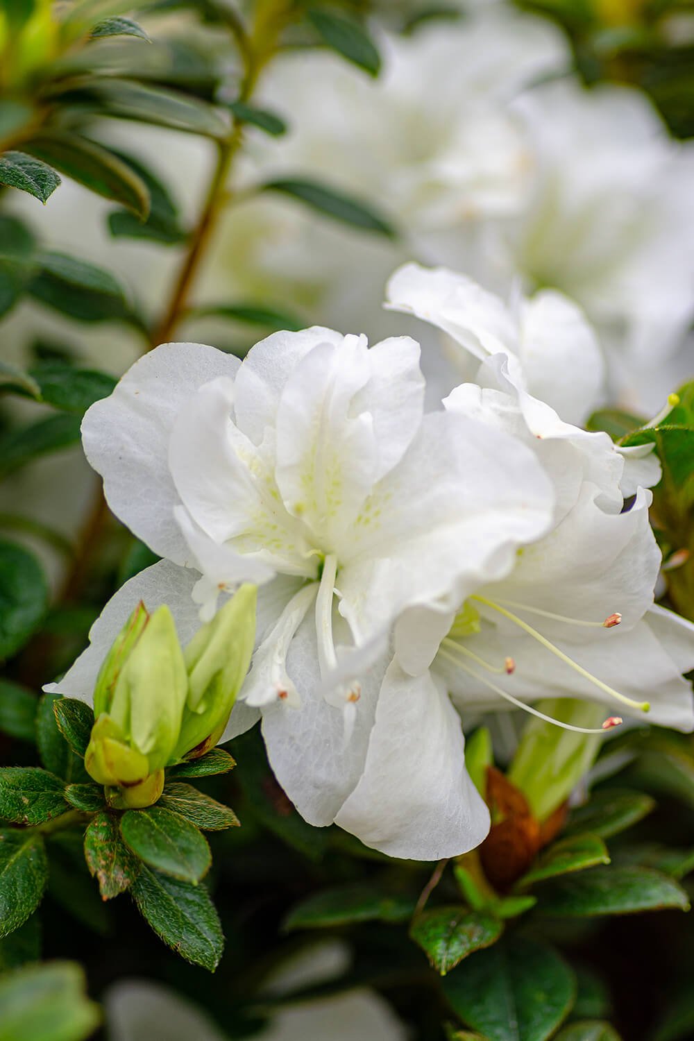 Autumn Moonlight - White Ruffled Rebloomer | Encore Azalea