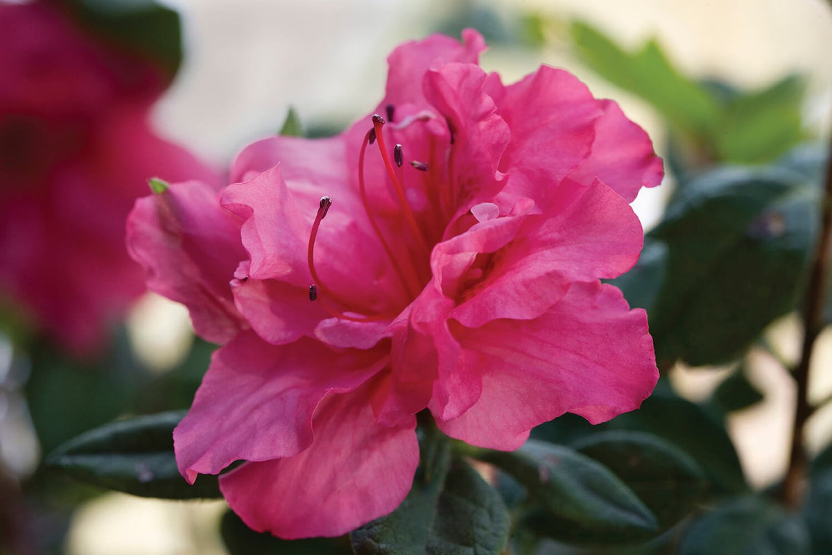 Autumn Rouge: The Orginal Reblooming Azalea | Encore Azalea