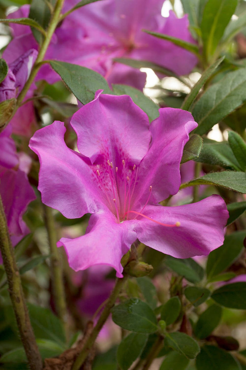 Autumn Royalty - Voted Azalea of the Year | Encore Azalea