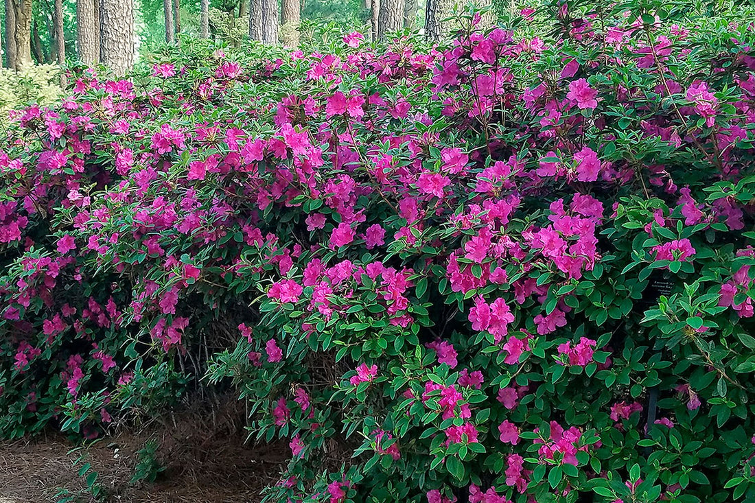 Autumn Royalty - Voted Azalea of the Year | Encore Azalea