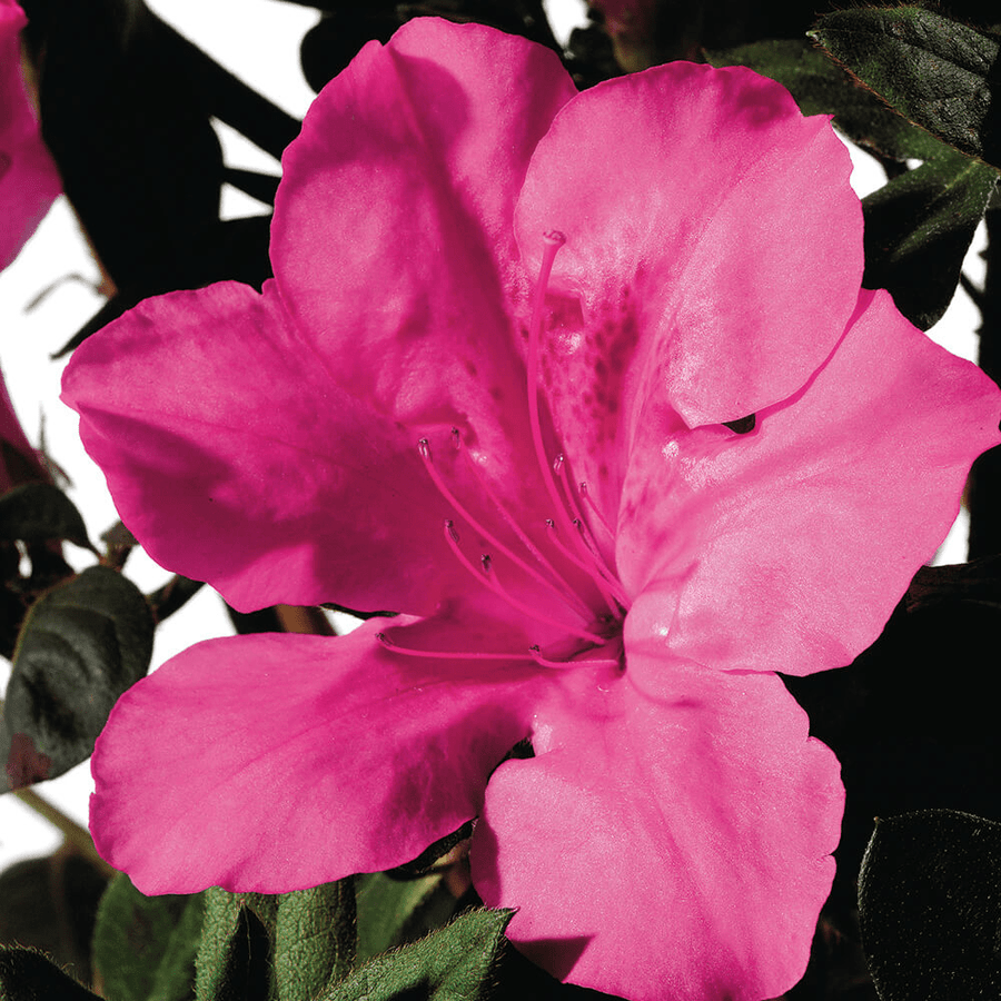 Azalea Coloro Browse by Azalea Bloom Color | Encore Azalea
