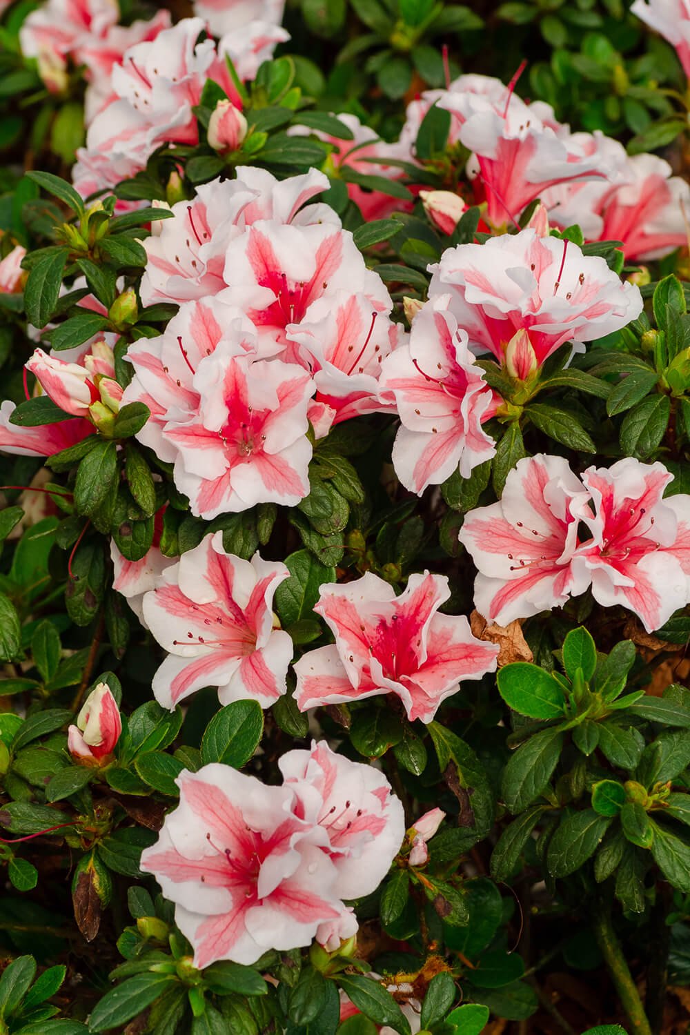 Autumn Starburst® | Encore Azalea