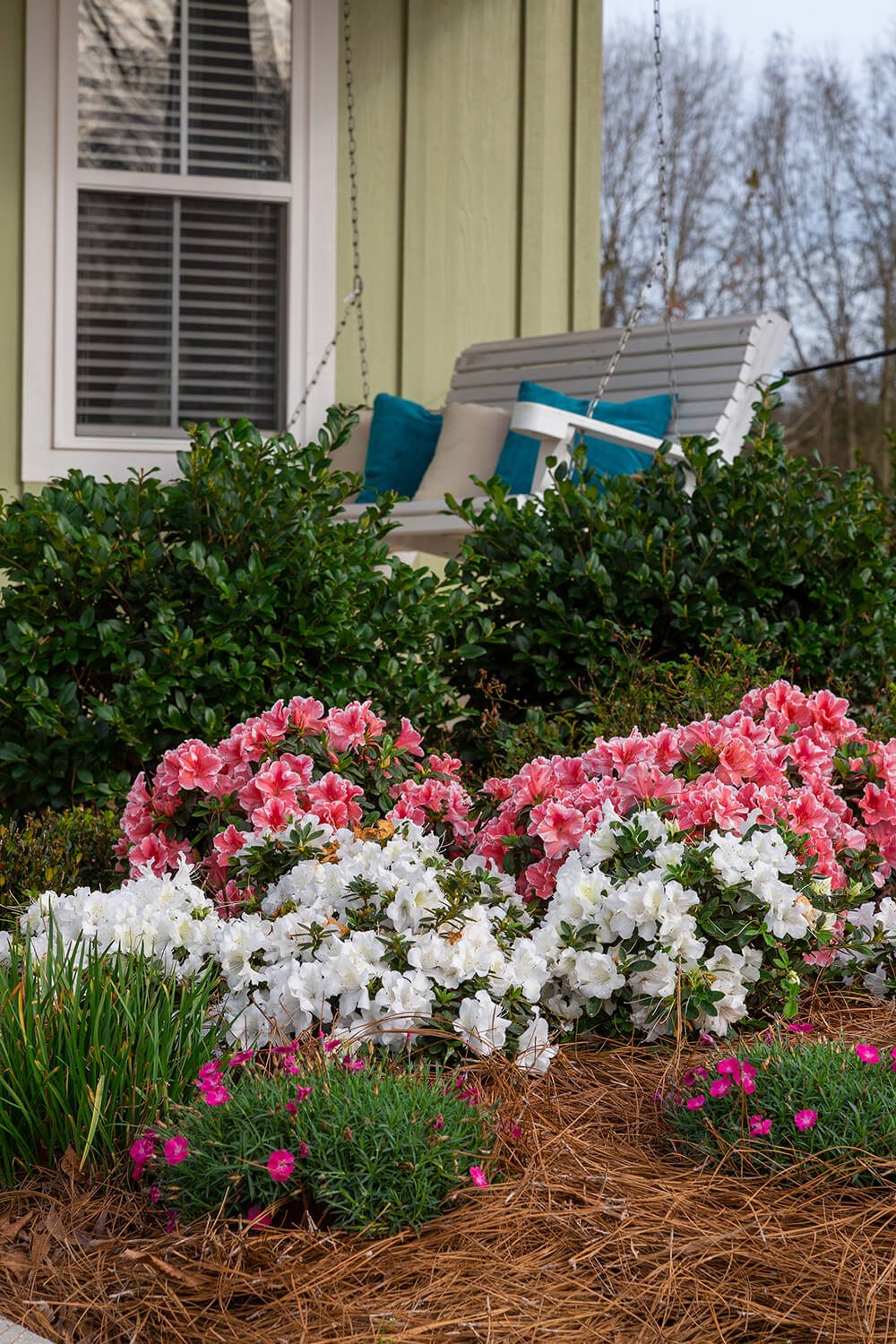 Autumn Sunburst® | Encore Azalea