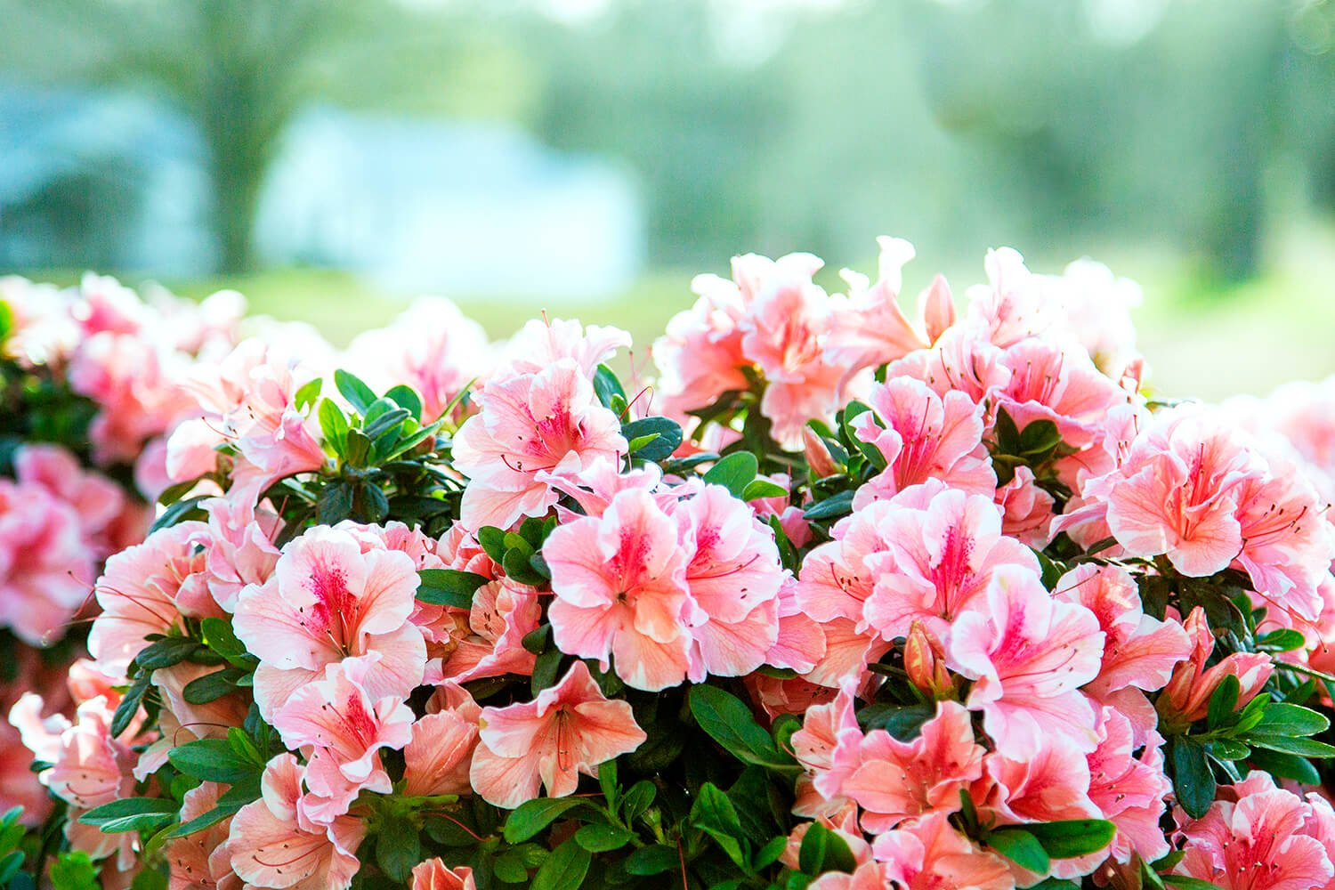 Autumn Sunburst® | Encore Azalea