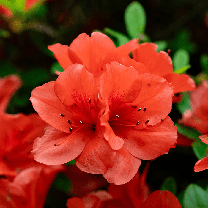 Red Azalea Flowers | Encore Azalea