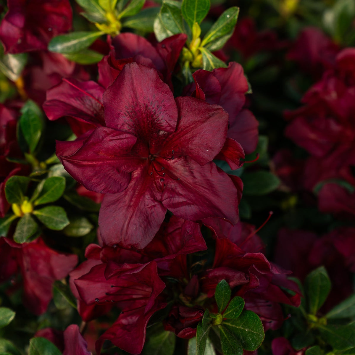 Autumn Velvet®