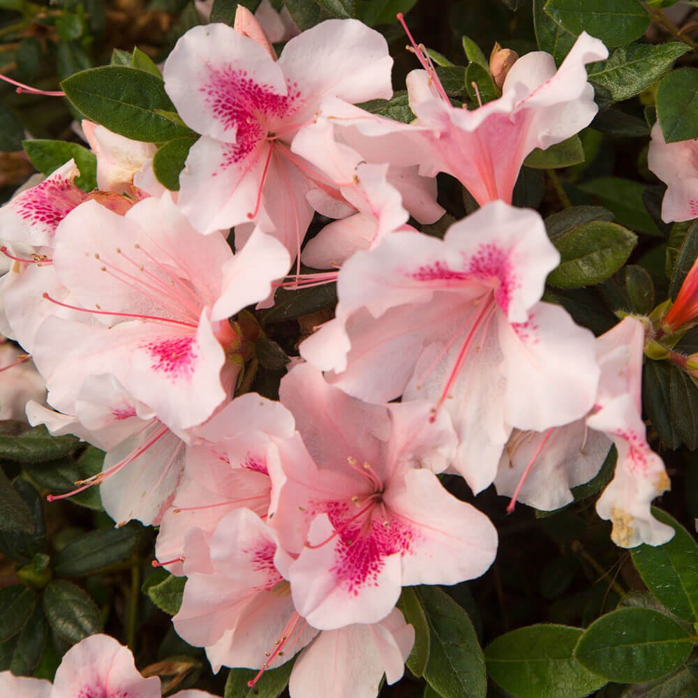pink white azalea for sale encore