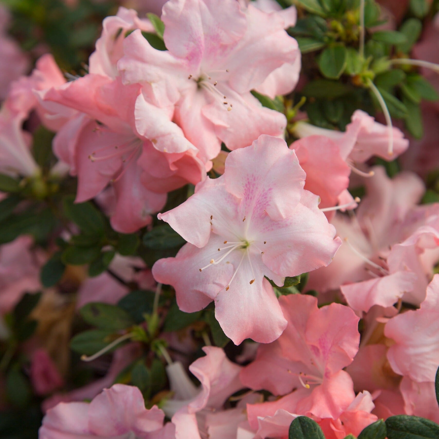 Autumn Debutante - Bicolor Reblooming Azalea | Encore Azalea