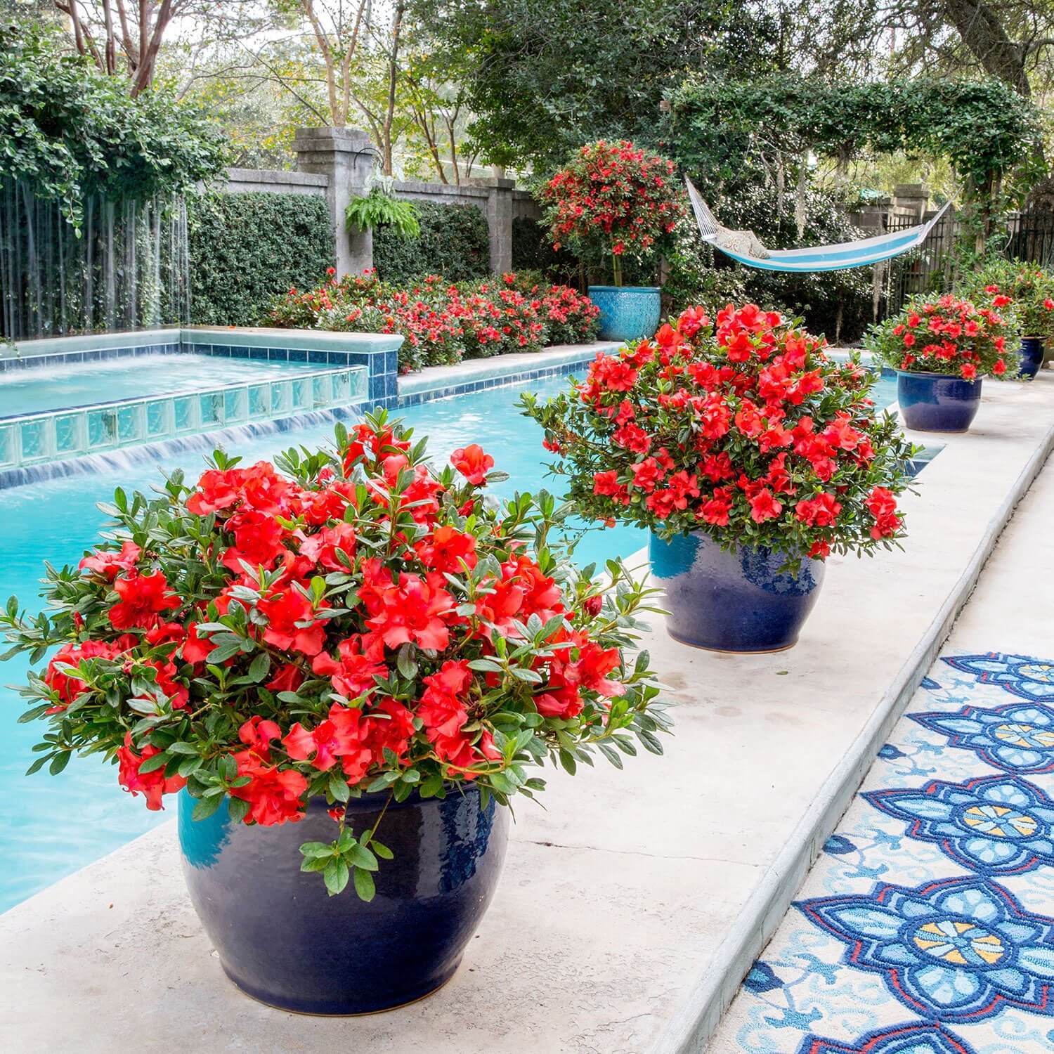 Red flowering Encore Azalea Autumn Embers plants in blue pots by a poolside with a garden background