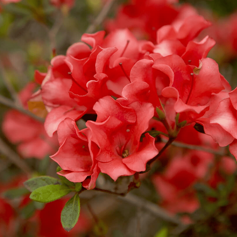Autumn Ruby - Dainty Red Blooms | Encore Azalea