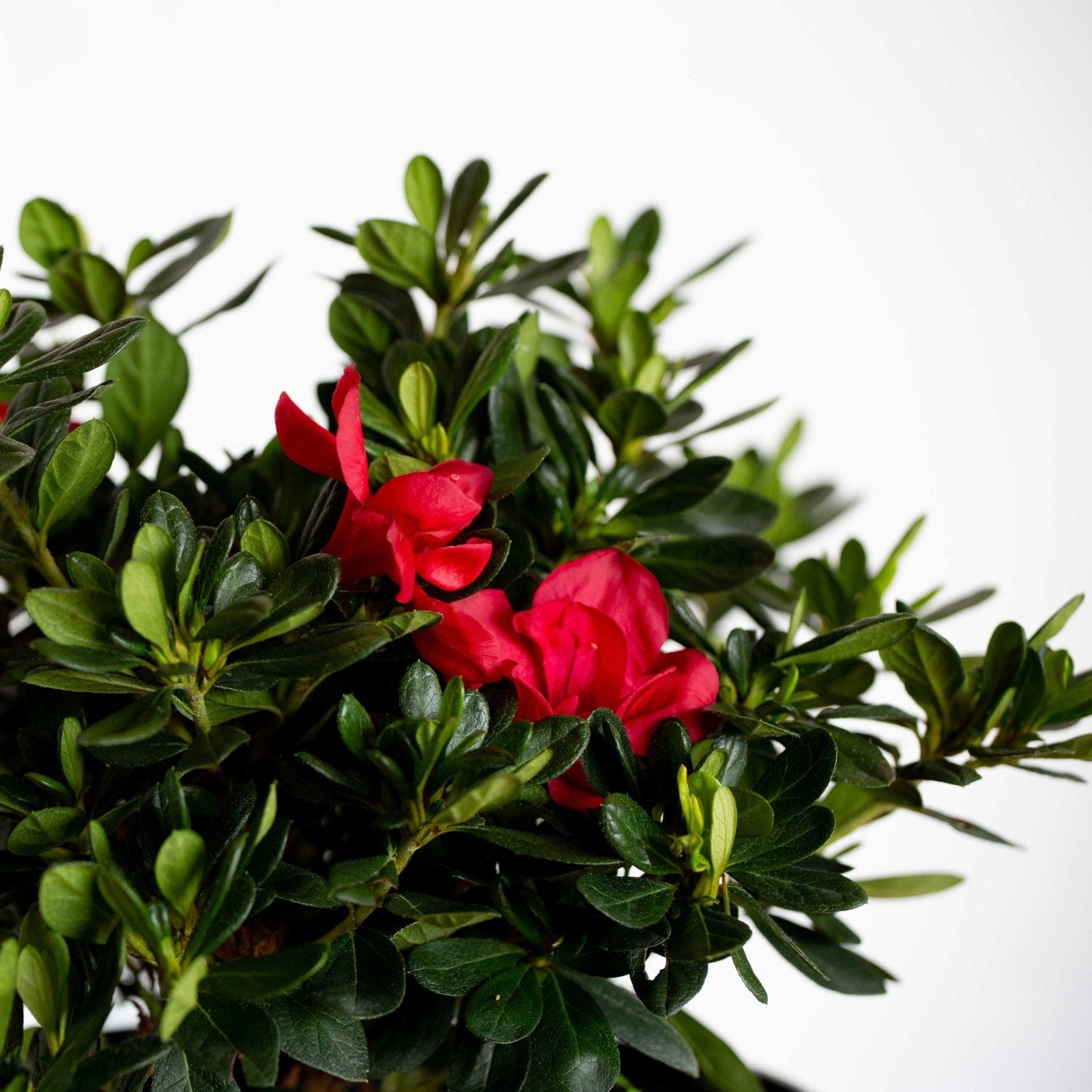 Encore Azalea Bonfire in a 9x9 2 Gallon pot. Red blooms