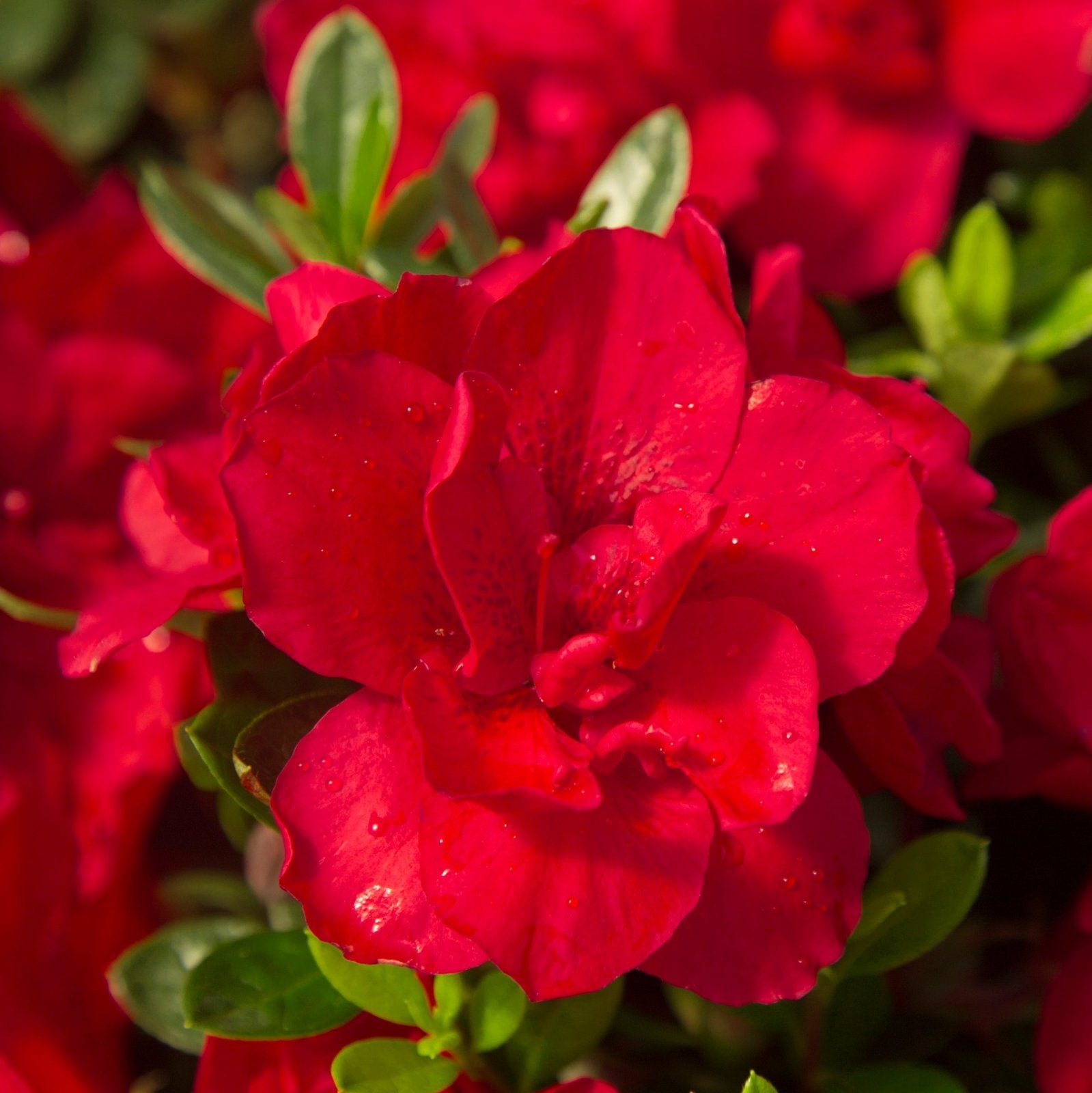 Close-up of a vibrant red flower with green leaves from Encore Azalea Autumn Bonfire