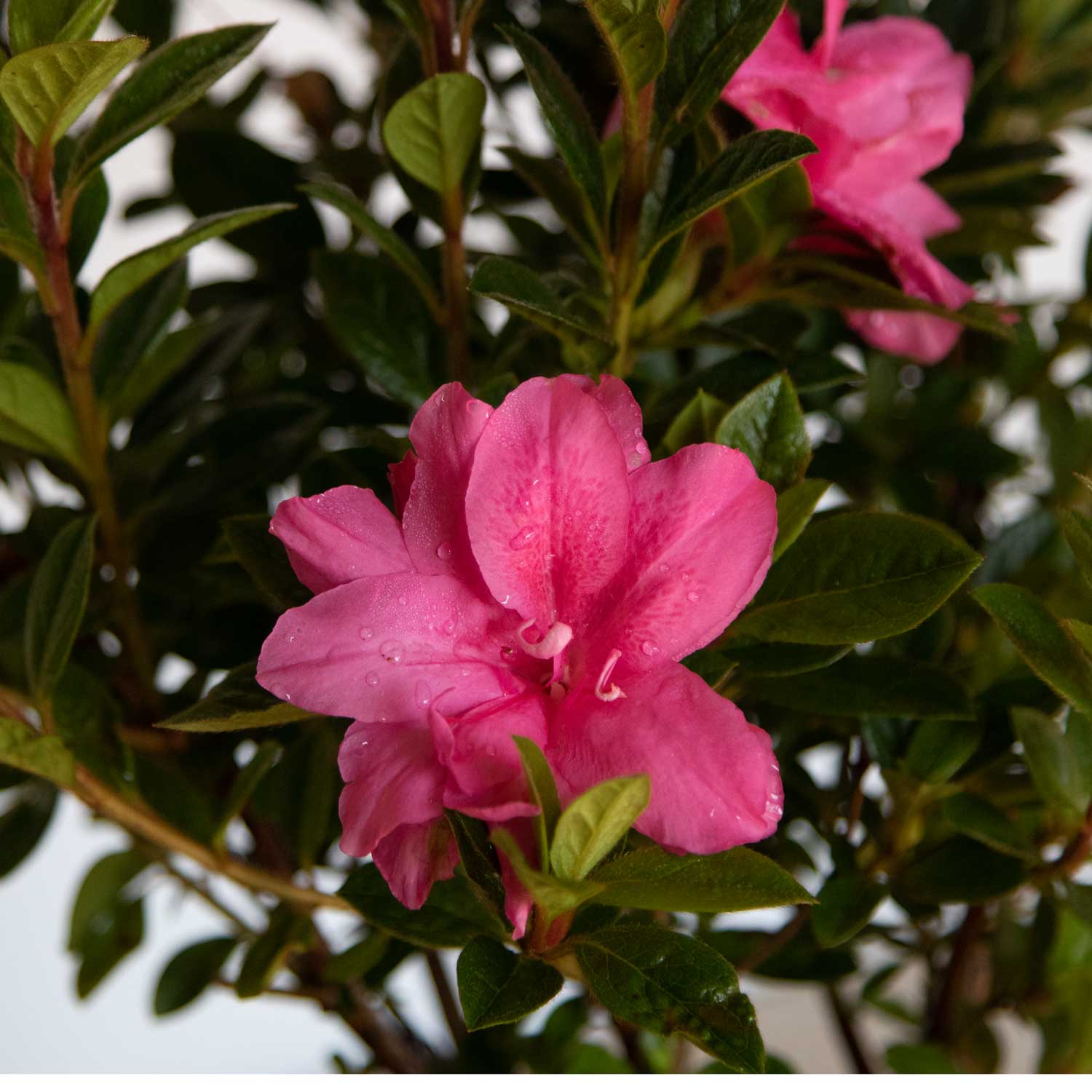 Encore Azalea autumn carnation with bright pink flowers and dark evergreen foliage