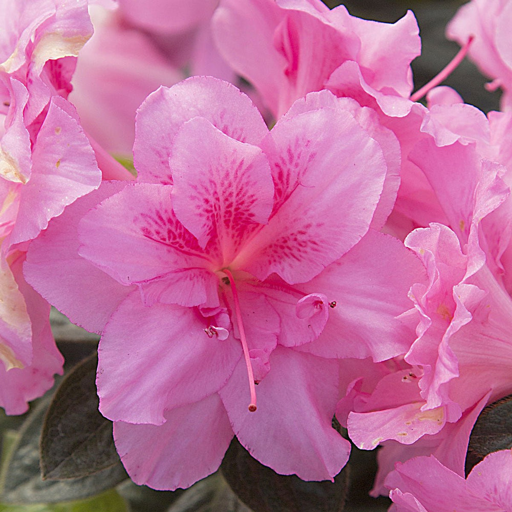 Encore Azalea Bloom Charts (A Bloom Guide) Encore Azalea