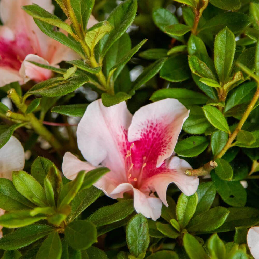 pink white azalea for sale encore