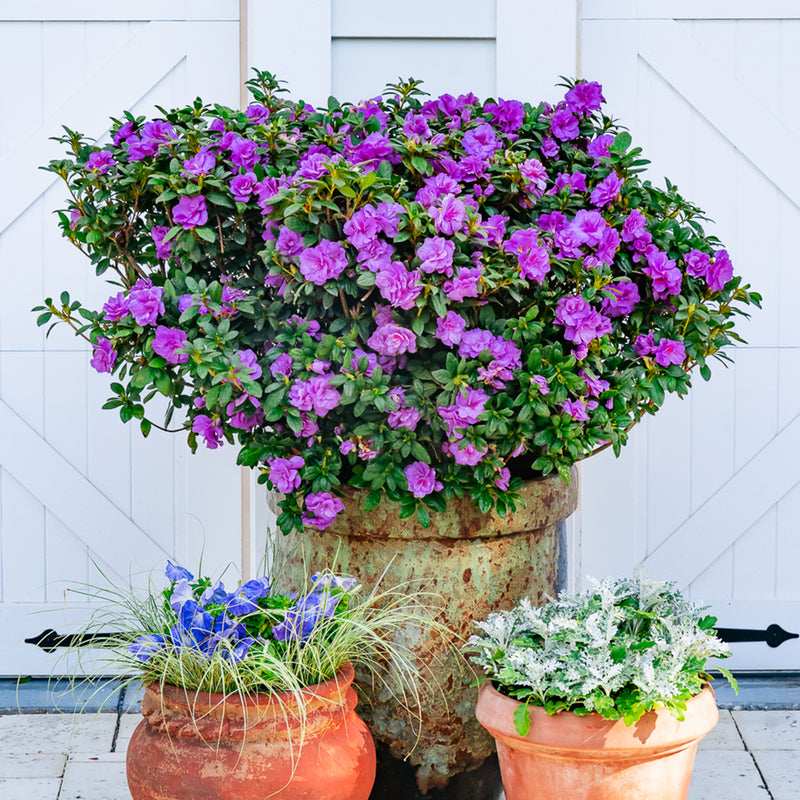 Reblooming Encore Azaleas | Find Your Perfect Bloom Color