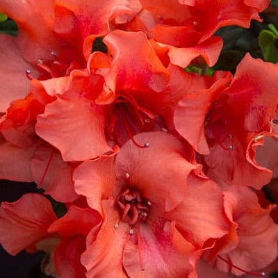 Red Azalea Flowers | Encore Azalea