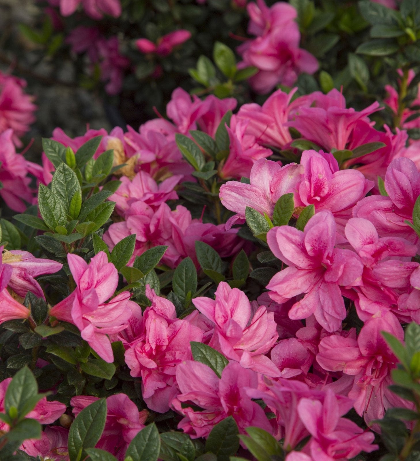 Masses of pink flowers for Encore Azalea Autumn Empress