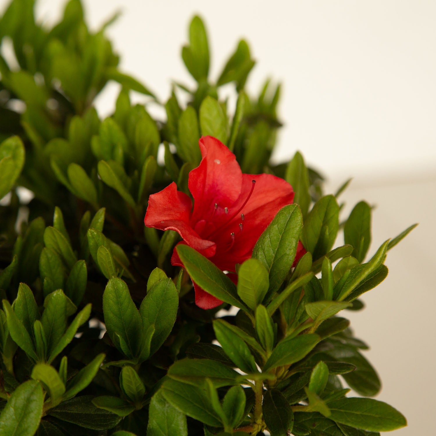 Red Encore Azalea Flower. Closeup of Autumn Sunset bloom