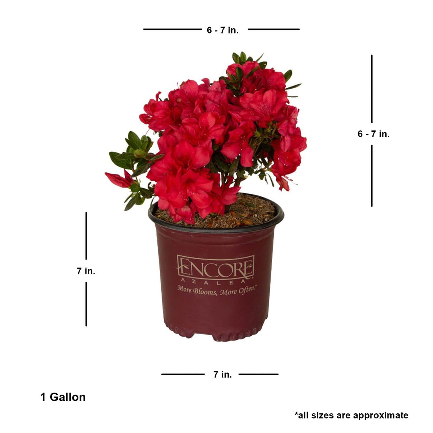 Autumn Bonfire® | Encore Azalea