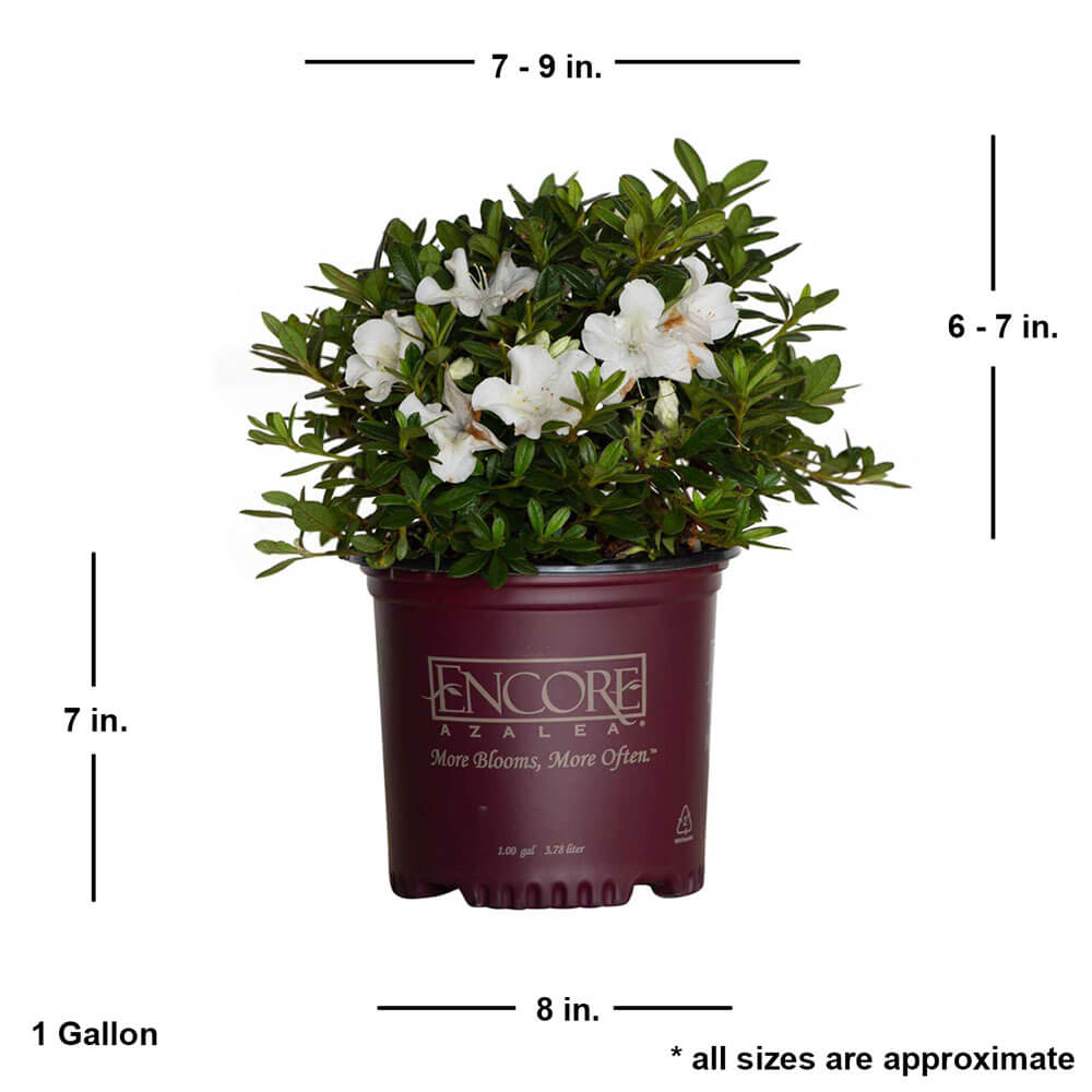Autumn Ivory® | Encore Azalea