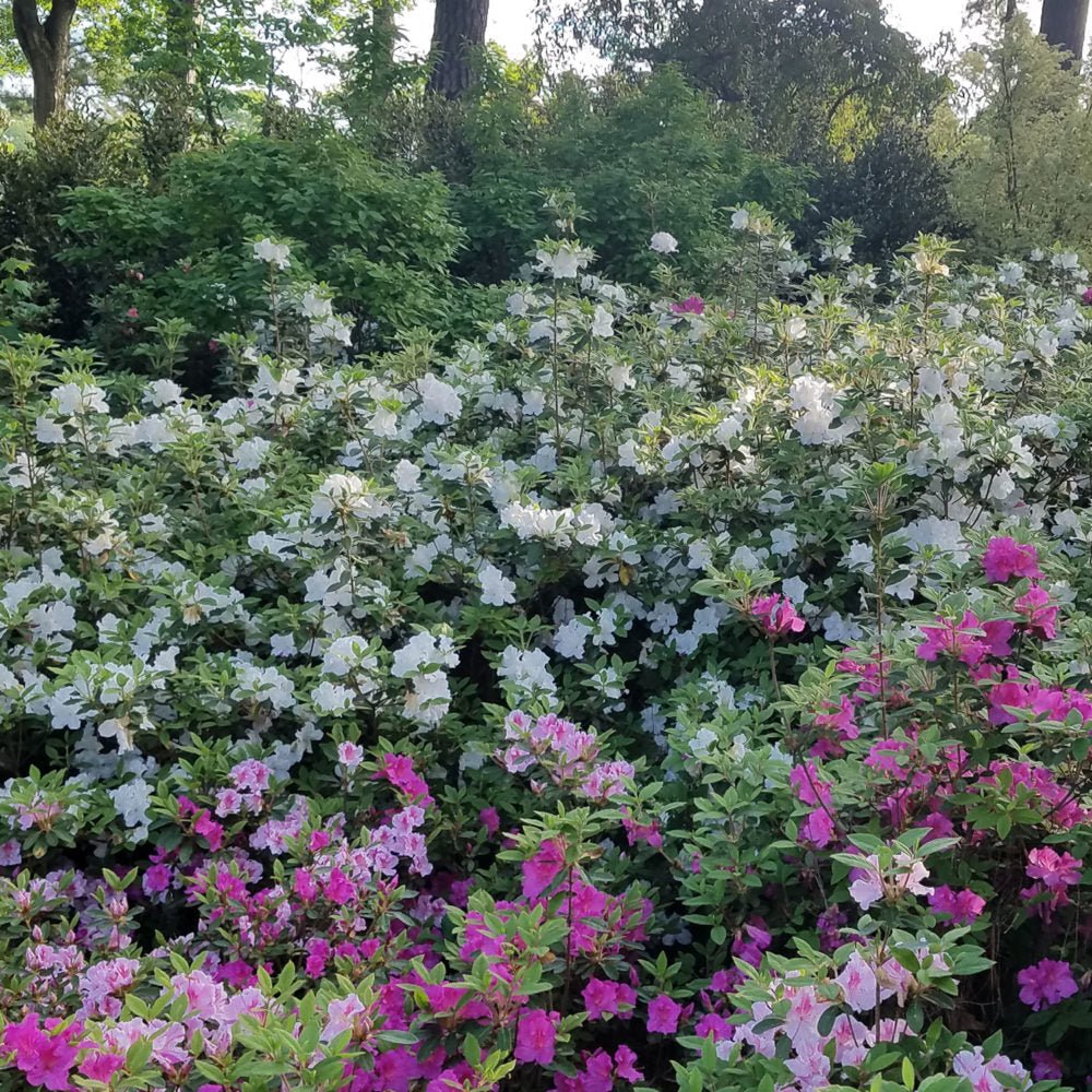 Autumn Lily® | Encore Azalea