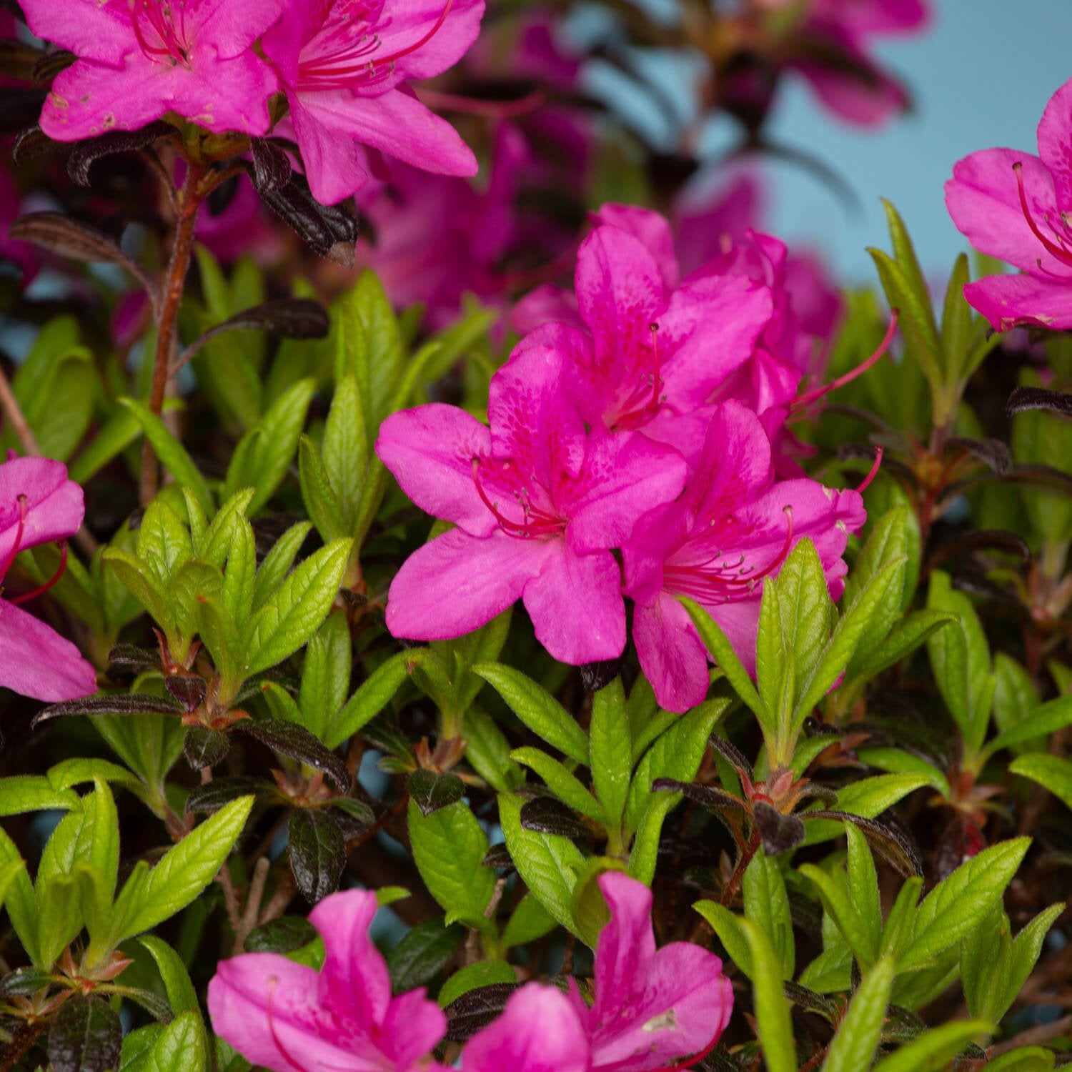 encore amethyst for sale pink reblooming flowers 