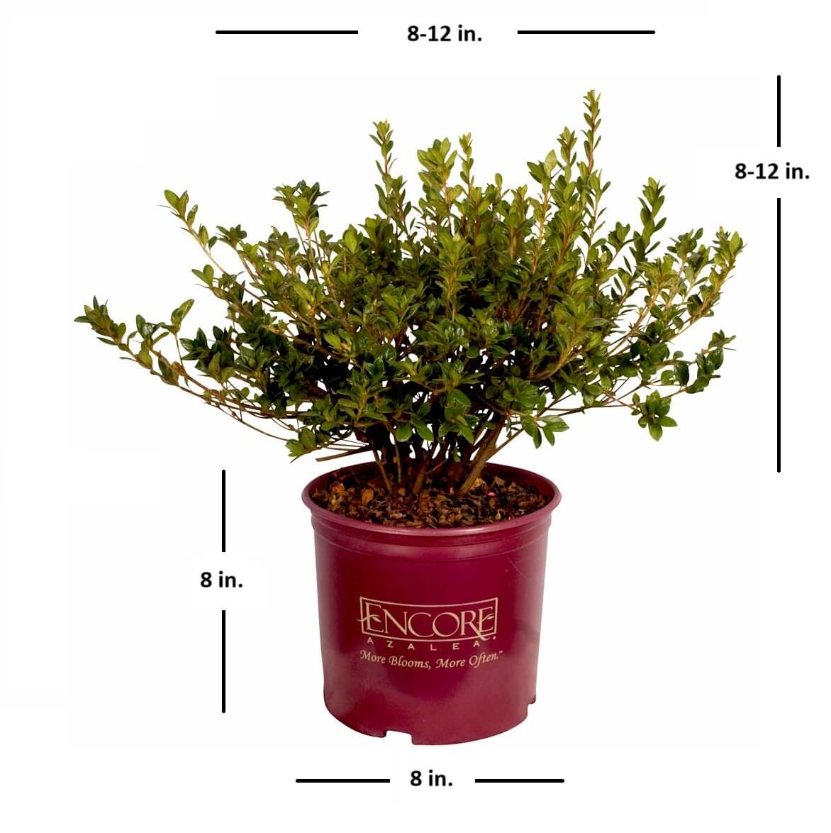 Encore Azalea Autumn Belle bush in a branded plastic pot with measurements of what size the plant is at shipping in a 1 gallon pot