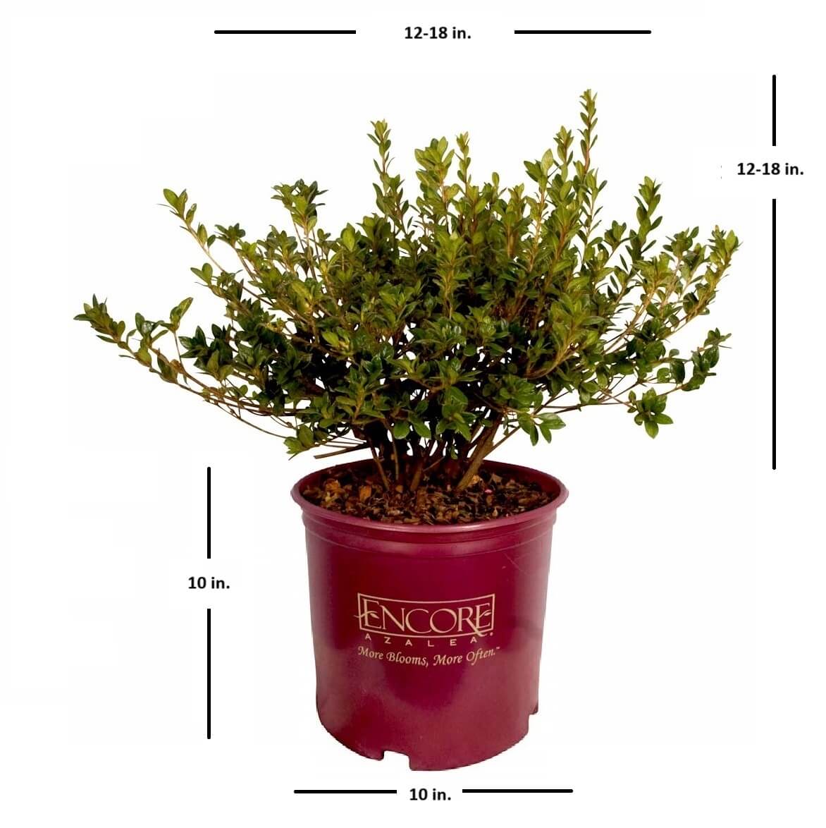 Encore Azalea Autumn Belle shrub in a branded plastic pot with measurements of what size the plant is at shipping in a 3 gallon pot