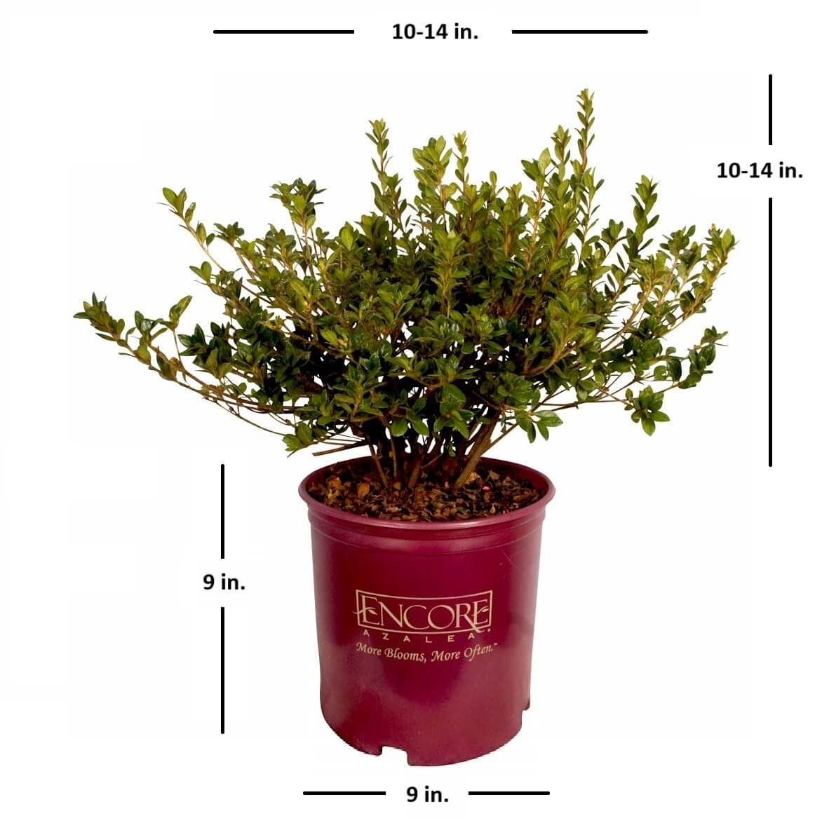 Encore Azalea Autumn Belle shrub in a branded plastic pot with measurements of what size the plant is at shipping in a 2 gallon pot