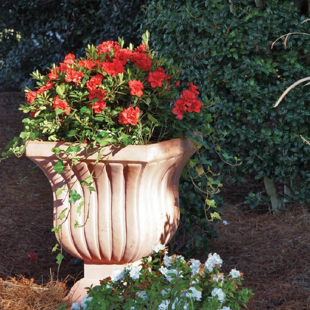 Decorative urn with red flowers of Encore Embers Azaleas against a green bush background
