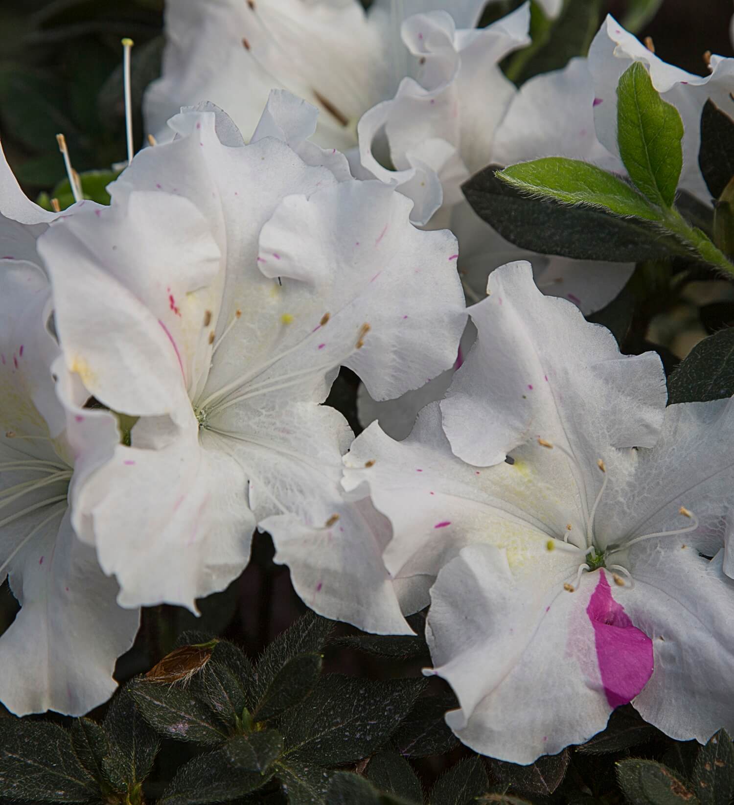 Autumn Lily® | Encore Azalea