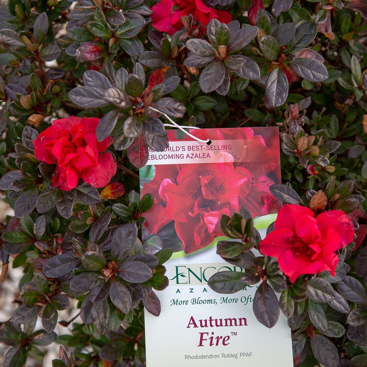 Autumn Fire® azalea flower tag