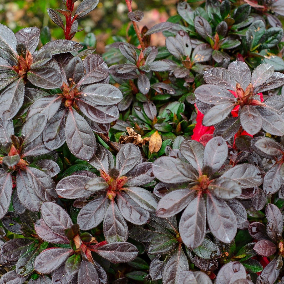 Autumn Fire® Winter foliage