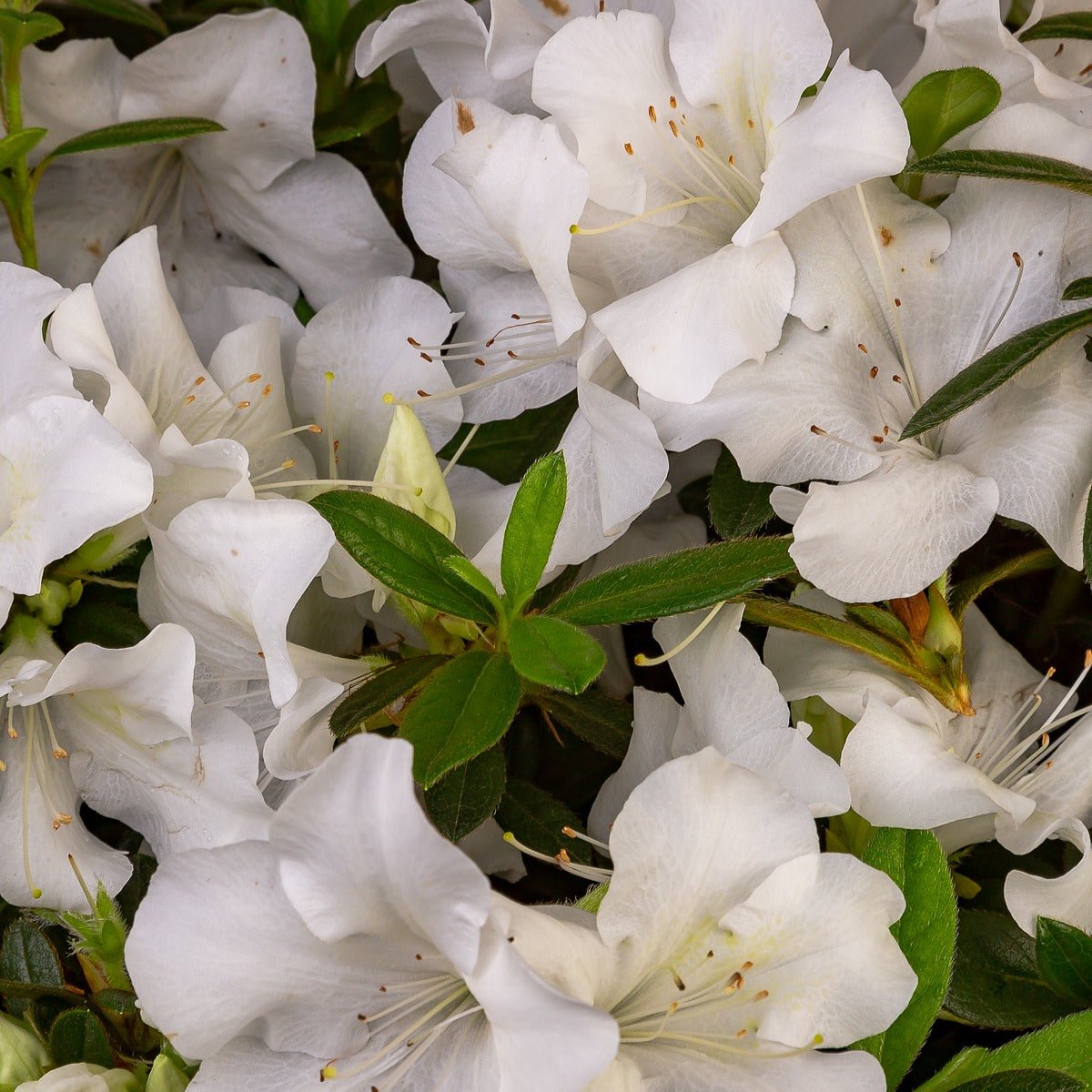 Autumn Ivory® | Encore Azalea