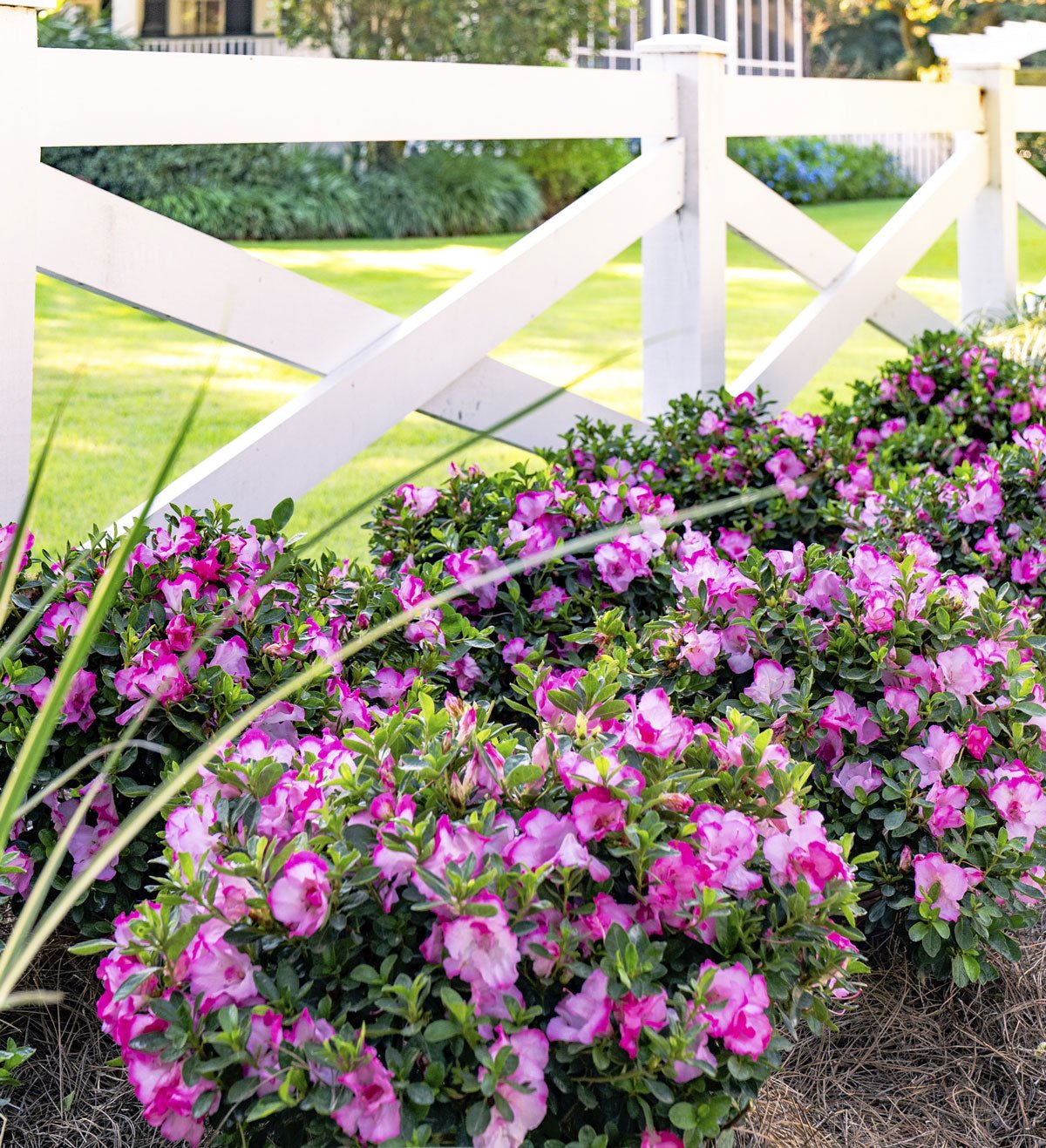 Landscape plants covered with bicolor flowers for Encore Azalea Autumn Kiss