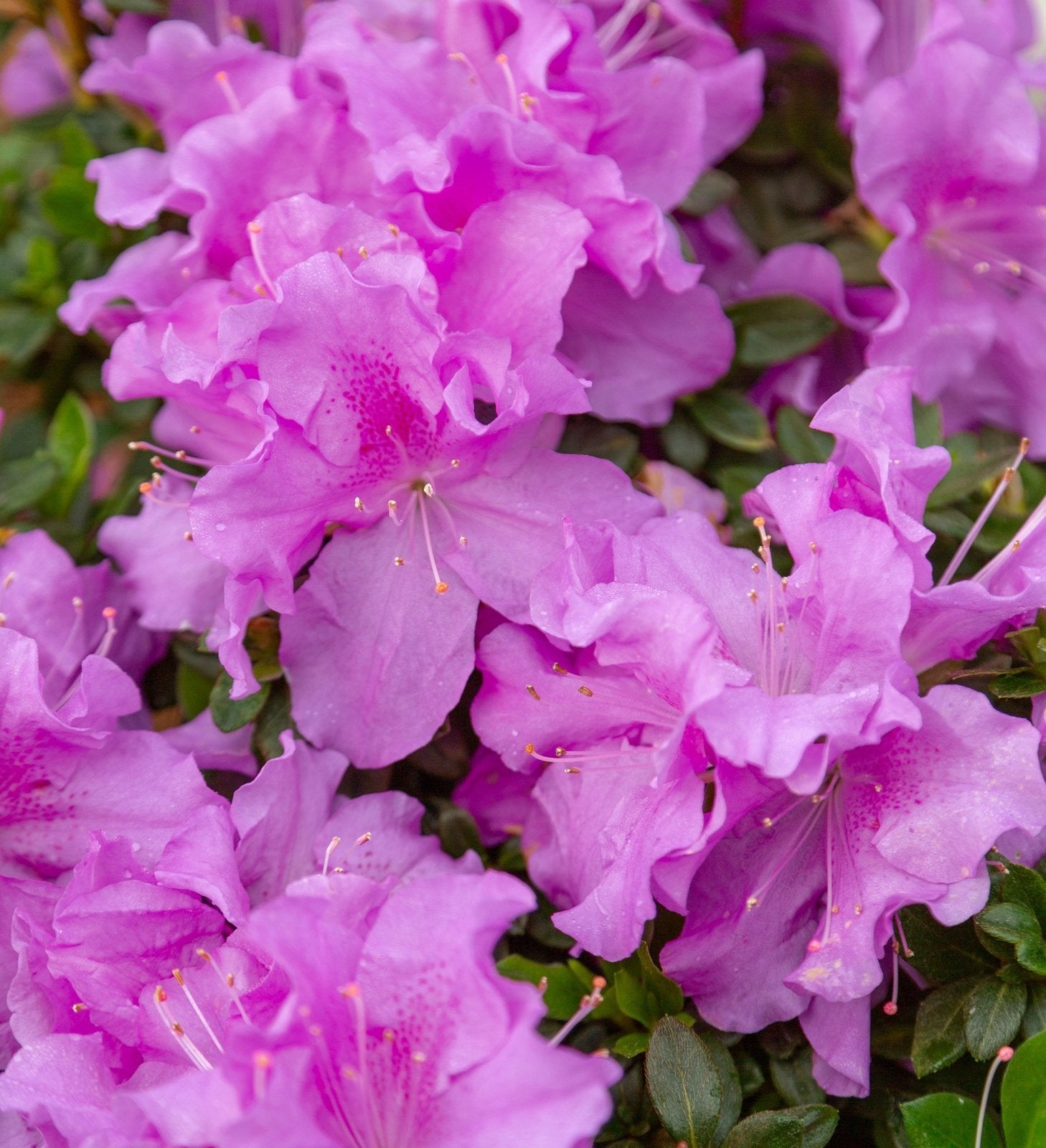 Close up of flowers of Encore Azalea Autumn Lilac