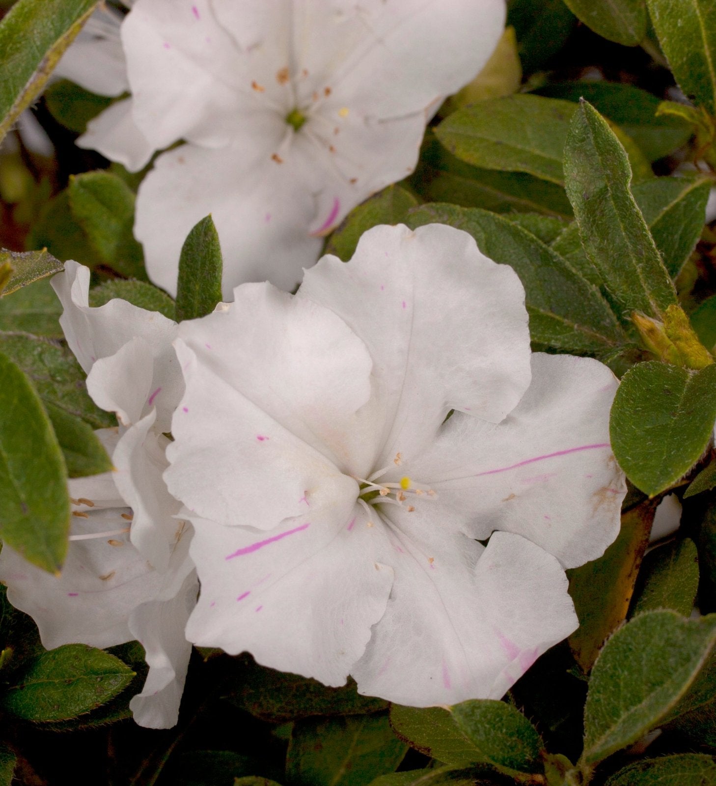 邦楽 LILLY Autumn Lily® | Encore Azalea