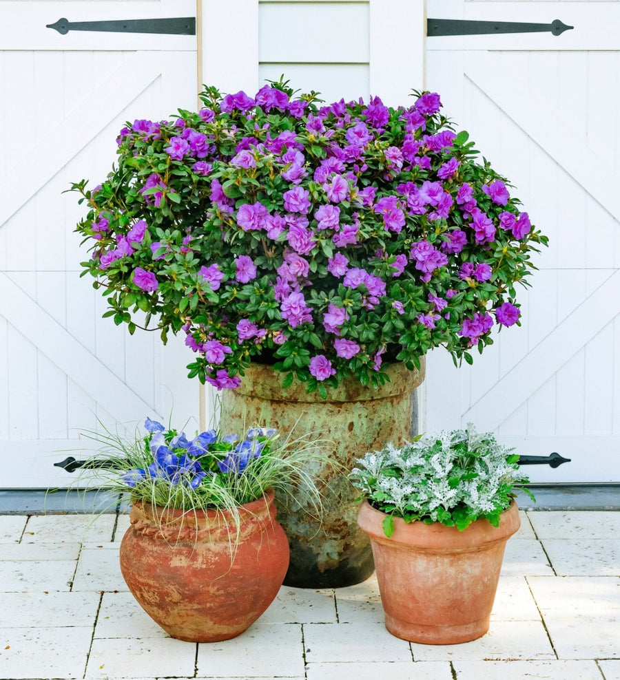 Choose Reblooming Azaleas by Size | Encore Azalea
