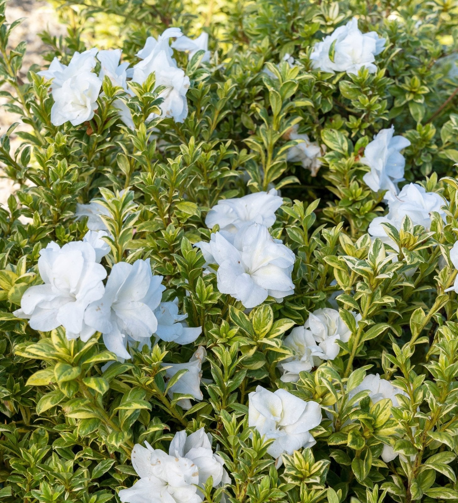 Variegated white and green foliage with white blooms