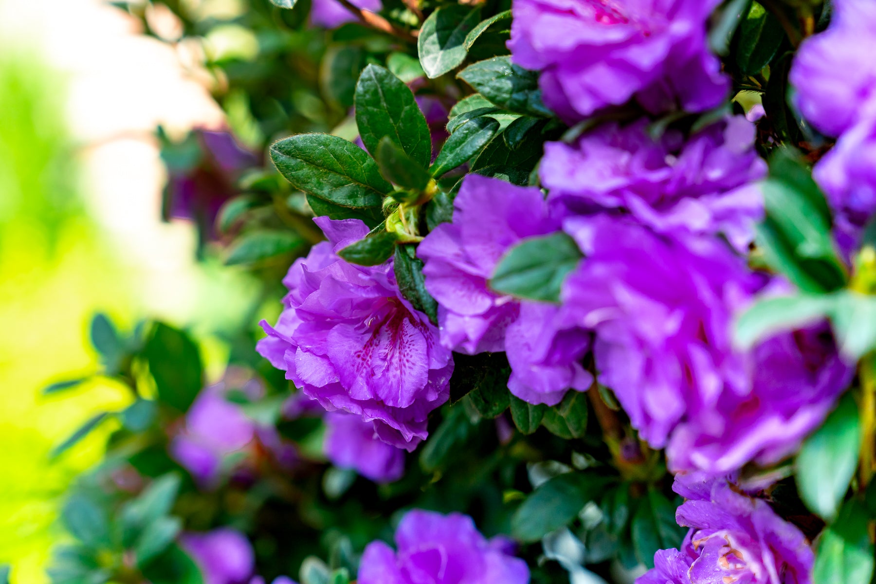 Tips for Successful Azaleas in USDA Zone 6 | Encore Azalea