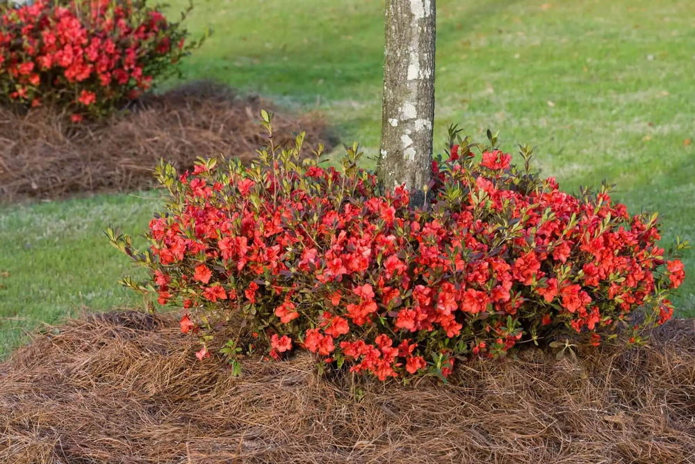 Red Azalea Flowers | Encore Azalea