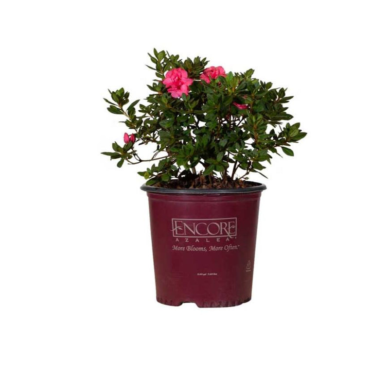 Autumn Rouge: The Orginal Reblooming Azalea | Encore Azalea