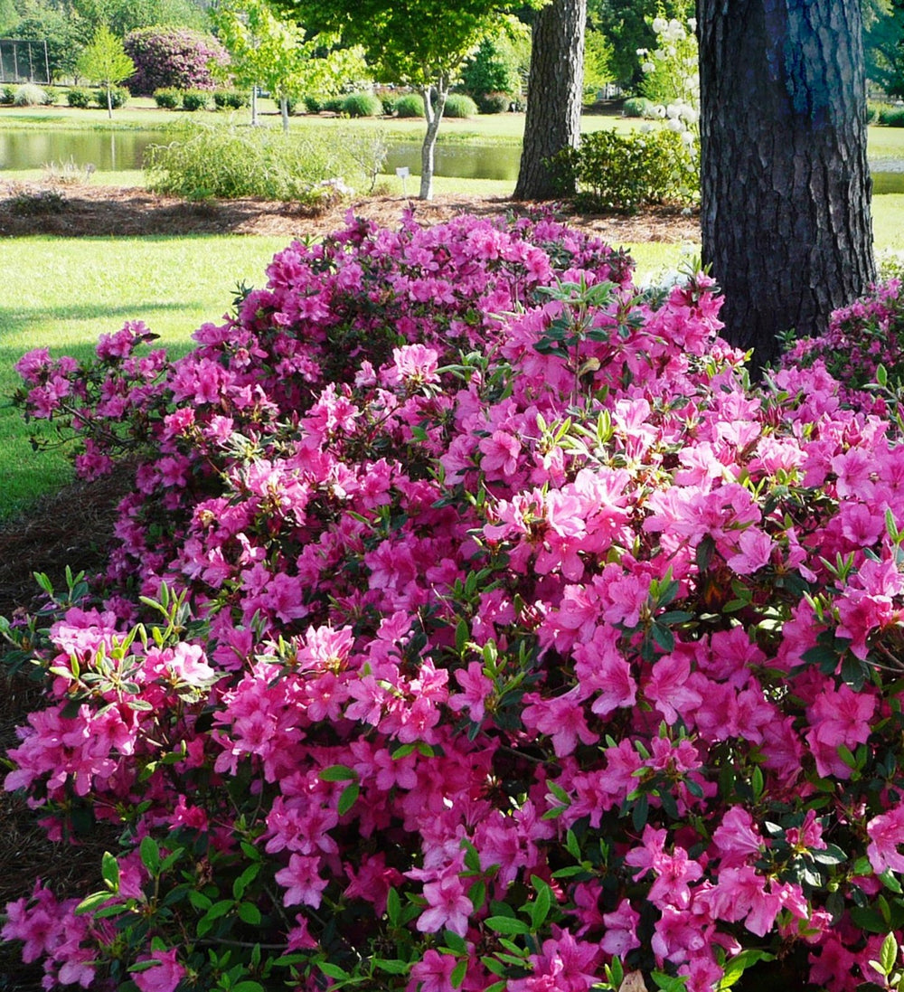 Azalea Coloro Browse by Azalea Bloom Color | Encore Azalea