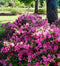 Autumn Sangria - Vibrant Neon Pink Azalea | Encore Azalea