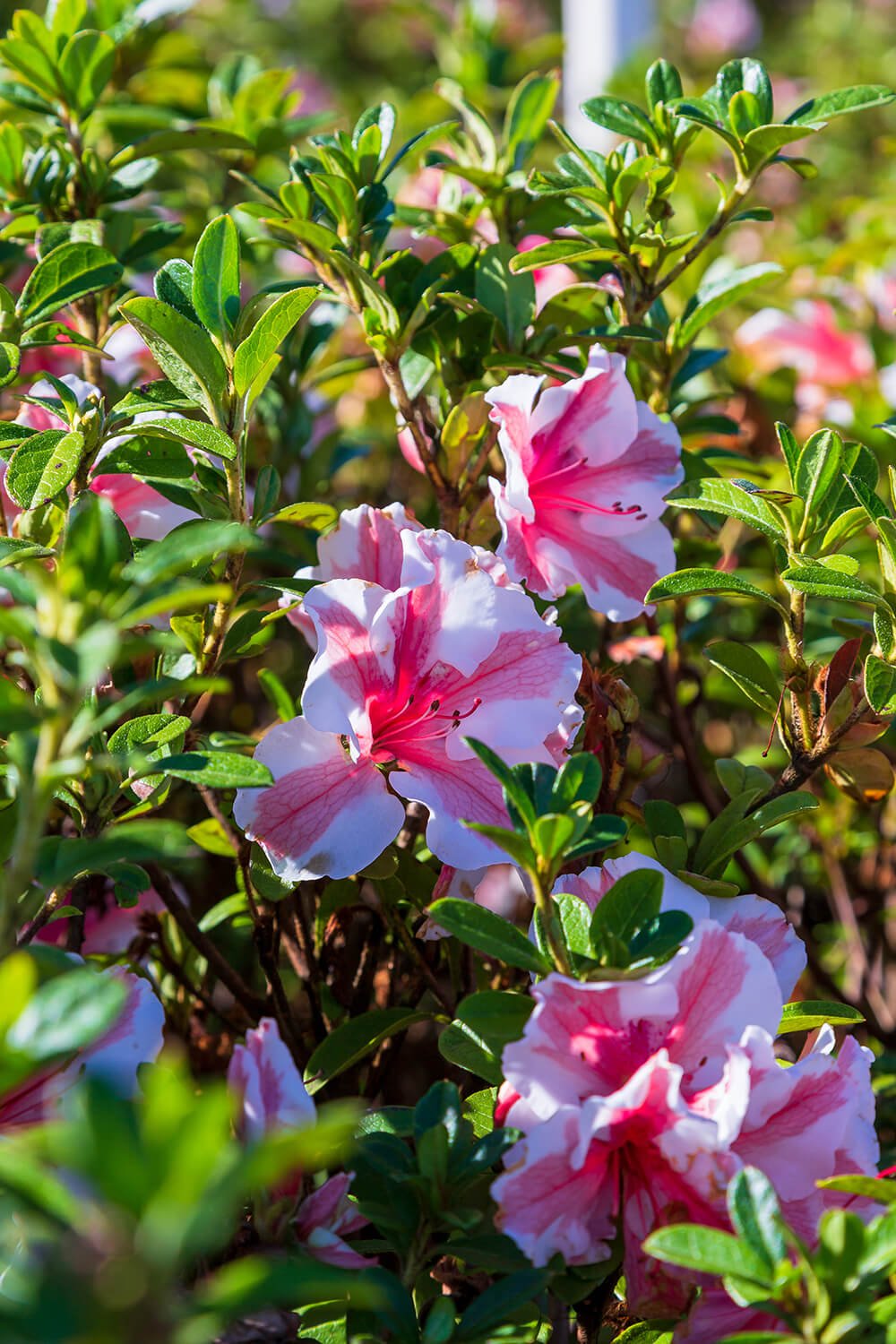 Autumn Starburst® | Encore Azalea