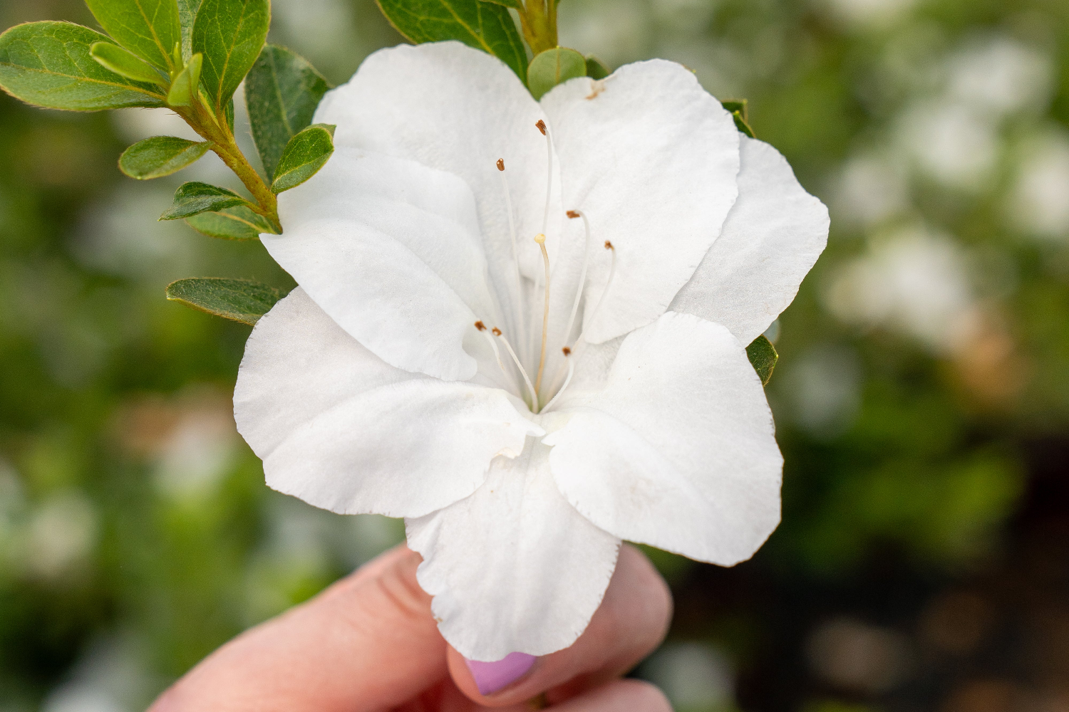 White flower from Autumn Angel held by a hand with blurred green foliage in the background