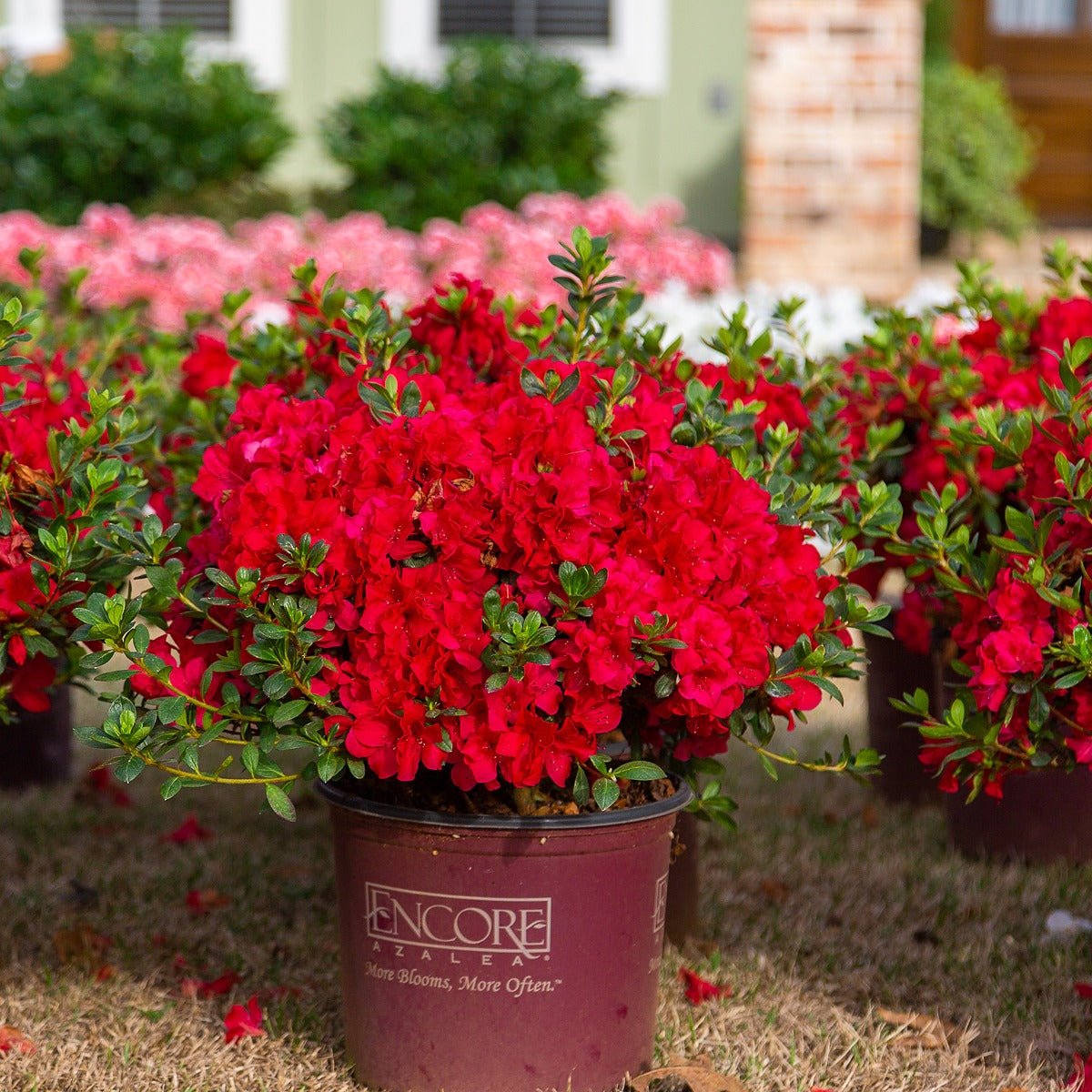 Autumn Fire® azaleas in pots